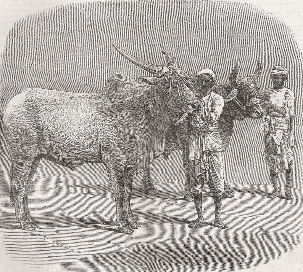 INDIA. Farm show, Roorkee. Prize field-bullocks 1855 old antique print picture